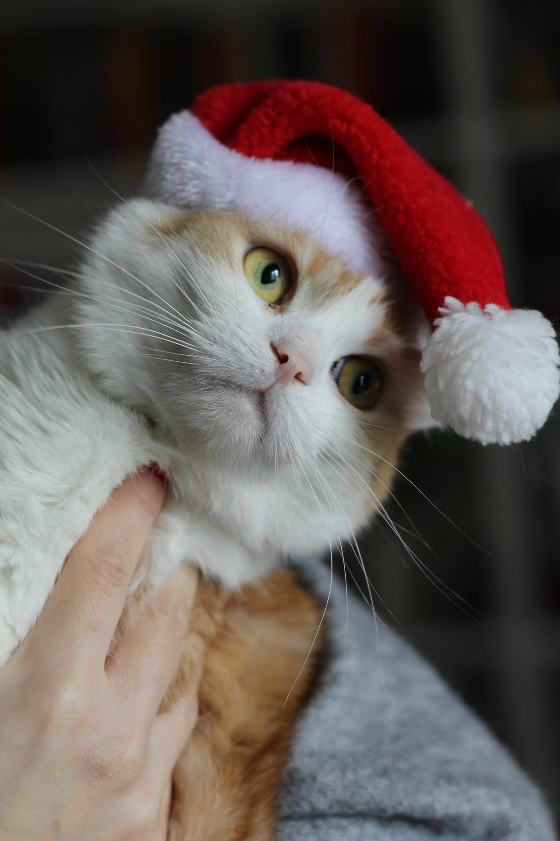 Prema preporuci Maua, ove zimske mirise ćete obožavati